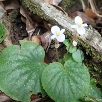 Begonia tenera Dryand.